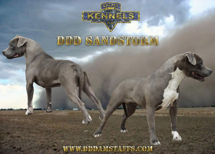 DDDawgs Sand Storm